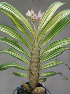 Catasandra Andrea Leao