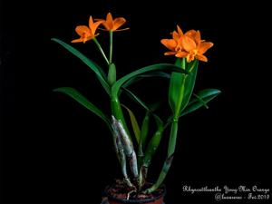 Rhyncattleanthe Young-Min Orange
