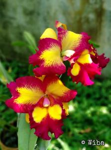 Rhyncholaeliocattleya Taiwan Queen