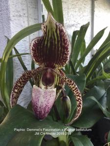 Paphiopedilum Demmel's Faszination-bellatulum