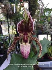 Paphiopedilum Demmel's Faszination-bellatulum