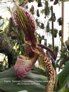 Paphiopedilum Demmel's Faszination-bellatulum