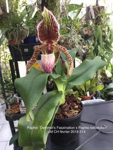 Paphiopedilum Demmel's Faszination-bellatulum