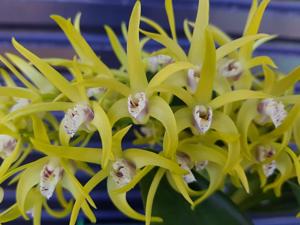 Dendrobium Carinya