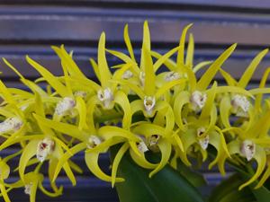 Dendrobium Carinya