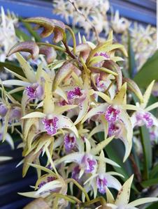 Dendrobium Aussie Starlight