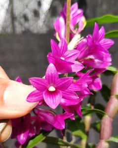 Dendrobium Tsiku Miko