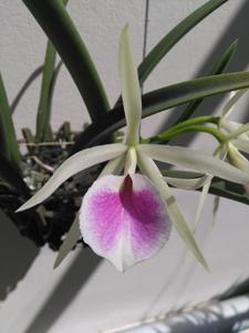 Brassocattleya Katherine H. Chatham