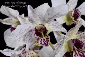 Dendrobium Roy Tokunaga