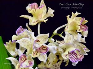 Dendrobium Chocolate Chip