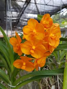 Vandachostylis Nopporn Orange Rosy