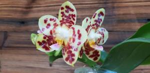 Phalaenopsis Yaphon Boss