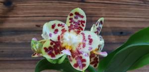 Phalaenopsis Yaphon Boss