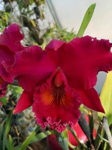 Rhyncholaeliocattleya Chia Lin