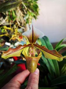 Paphiopedilum Lathamianum