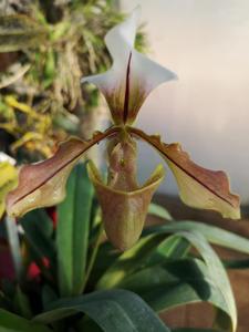 Paphiopedilum Lathamianum