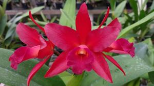 Cattlianthe Suzuki's Red Star