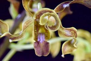 Dendrobium Kakela