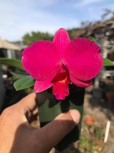 Cattleya Purple Garnet