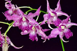 Dendrobium Sherry Abe