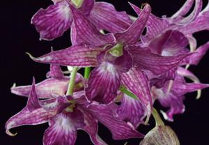 Dendrobium Sherry Abe