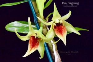 Dendrobium Peng Seng