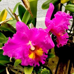 Rhyncholaeliocattleya Doctor Joe Walker