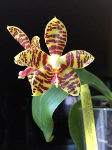 Phalaenopsis Good Cheer