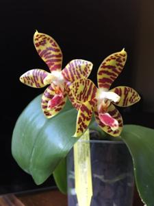 Phalaenopsis Good Cheer