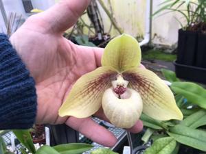 Paphiopedilum Shun-Fa Golden