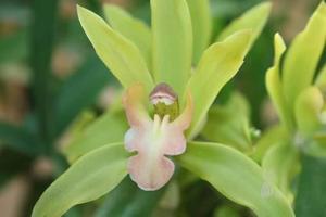 Cymbidium Tiger Tail