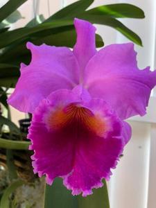 Cattleya Elizabeth Carlson