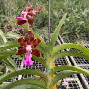 Vanda Emrys Chew