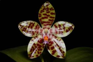 Phalaenopsis GK's Pale Giant