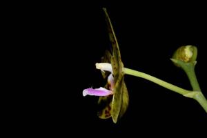 Phalaenopsis GK's Pale Giant