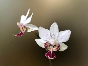 Phalaenopsis Fine Art