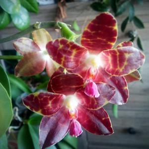 Phalaenopsis Yaphon Giganboy