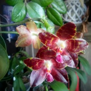 Phalaenopsis Yaphon Giganboy