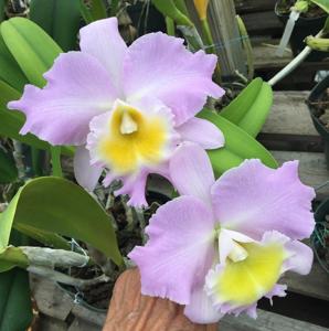 Rhyncholaeliocattleya Mount Anderson