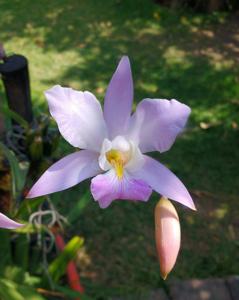 Laelia crawshayana