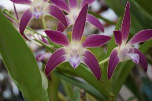 Dendrobium Grace Robson