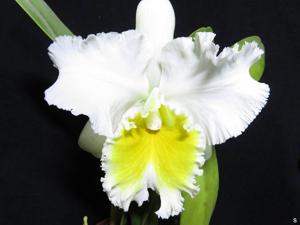 Rhyncholaeliocattleya Ranger Six