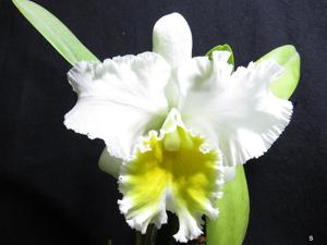 Rhyncholaeliocattleya Ranger Six