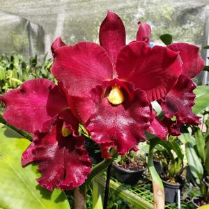 Cattleya Orglade's Royal Lady