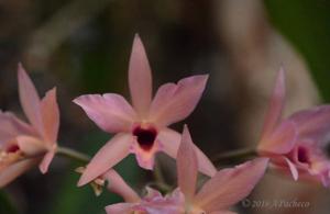 Laelianthe Aurantibescent