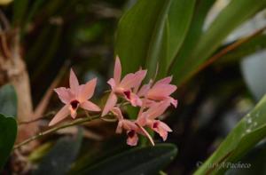 Laelianthe Aurantibescent