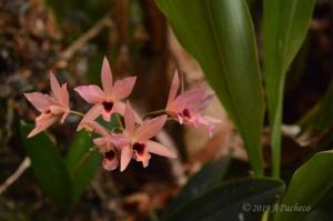 Laelianthe Aurantibescent