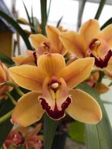 Cymbidium Latigo