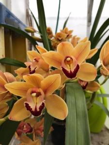 Cymbidium Latigo