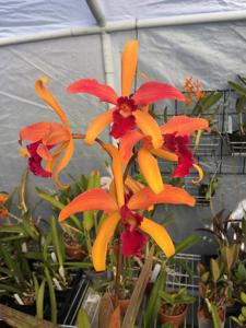 Cattleya Latona